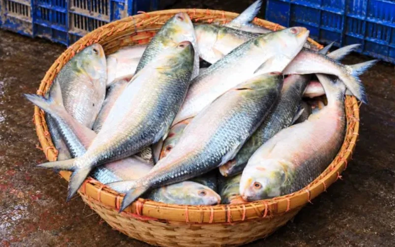 পুজোর উপহার পদ্মার ইলিশ না পেয়ে হতাশ কলকাতাবাসী